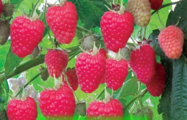 Caring for remontant raspberries