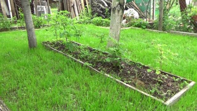 Caring for remontant raspberries