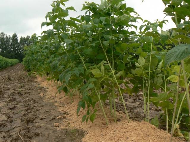 Caring for remontant raspberries