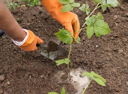 Caring for remontant raspberries