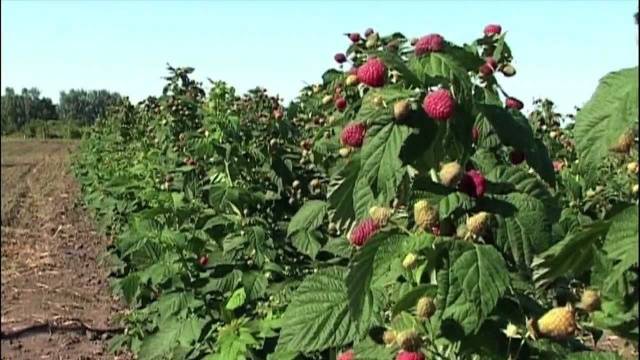 Caring for remontant raspberries