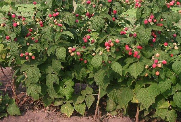 Caring for remontant raspberries