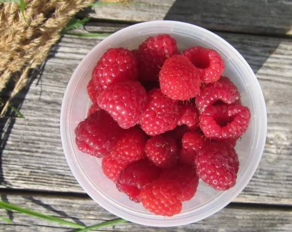 Caring for remontant raspberries in the fall 