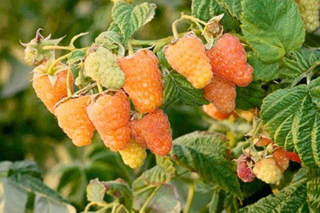 Caring for remontant raspberries in the fall 