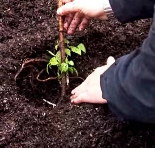 Caring for remontant raspberries in the fall 