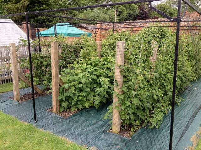 Caring for remontant raspberries in the fall 