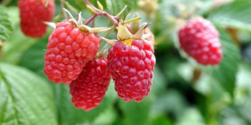 Caring for remontant raspberries in the fall 