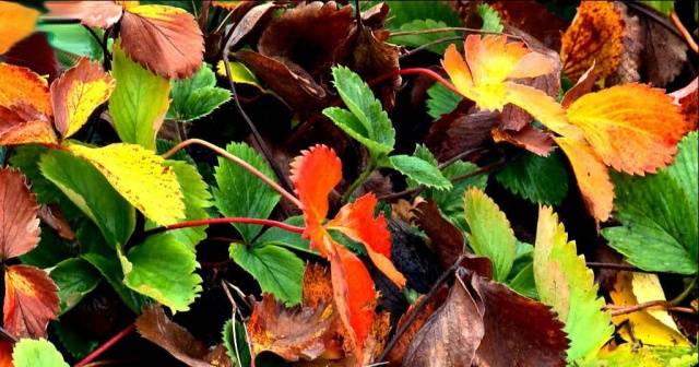 Caring for strawberries in the fall preparing for winter 