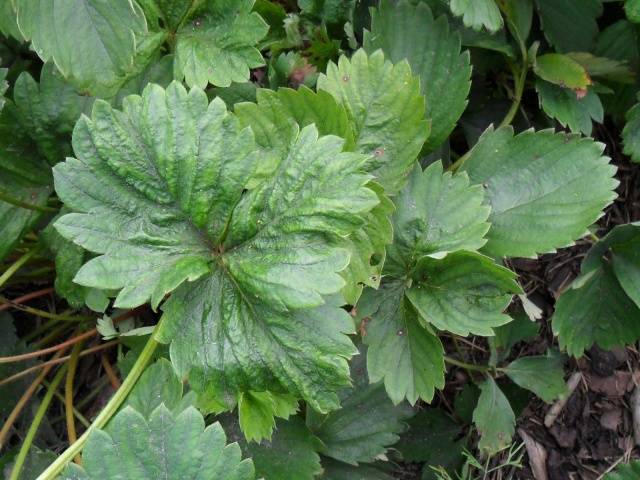 Caring for strawberries in the fall preparing for winter 