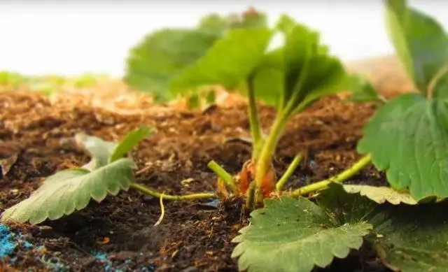 Caring for strawberries in the fall preparing for winter 