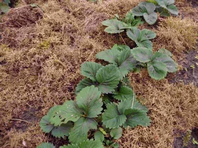 Caring for strawberries in the fall preparing for winter 