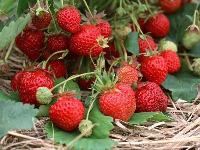 Caring for strawberries in the fall preparing for winter 