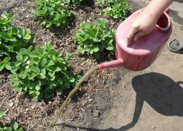 Caring for strawberries in the fall preparing for winter 