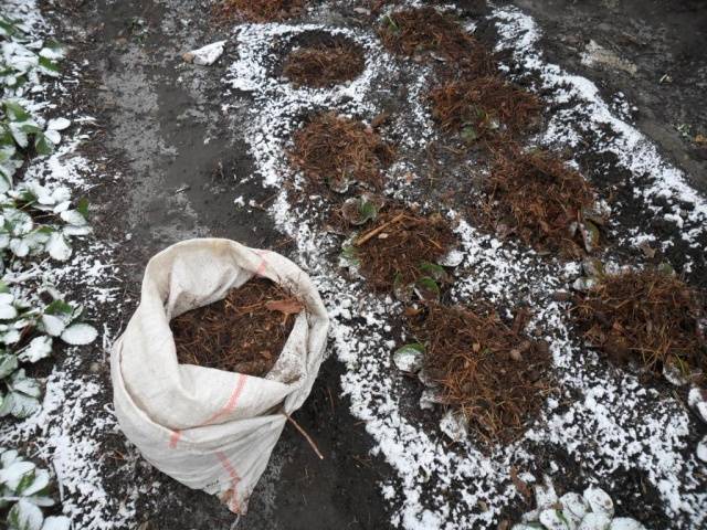 Caring for strawberries in the fall preparing for winter 