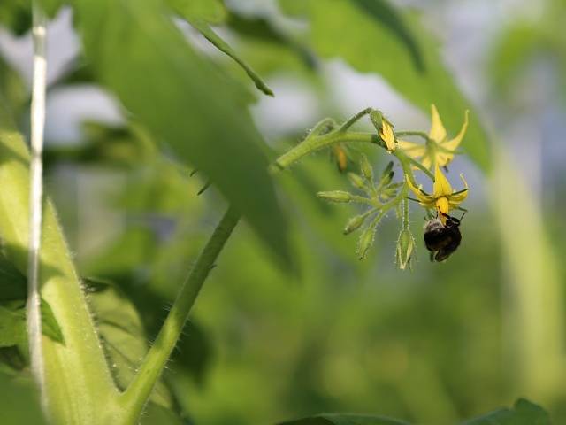 Caring for tomatoes after planting in the ground