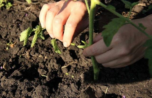 Caring for tomatoes after planting in the ground