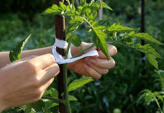 Caring for tomatoes after planting in the ground