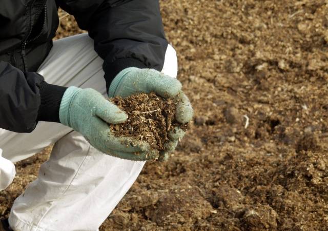 Caring for tomatoes after planting in the ground