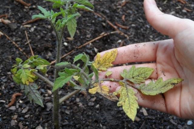 Caring for tomatoes after planting in the ground