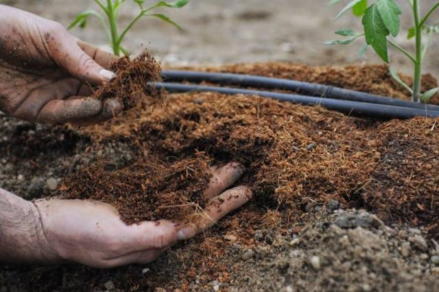 Caring for tomatoes after planting in the ground