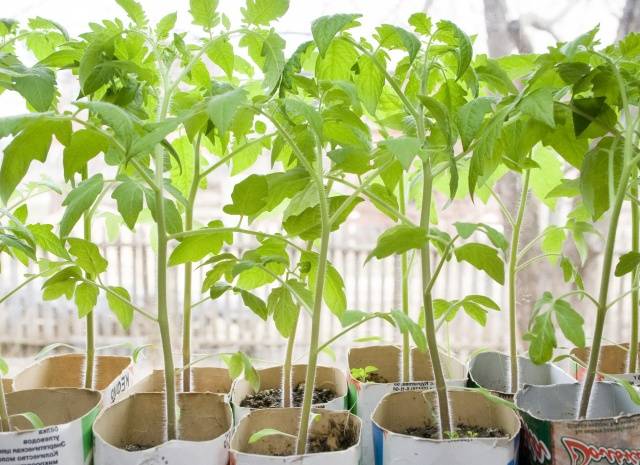 Caring for tomatoes after planting in the ground