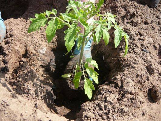 Caring for tomatoes after planting in the ground