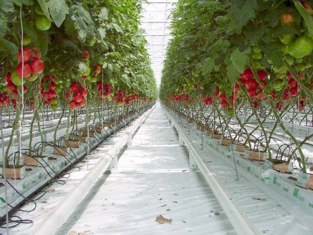 Caring for tomatoes after planting in the ground