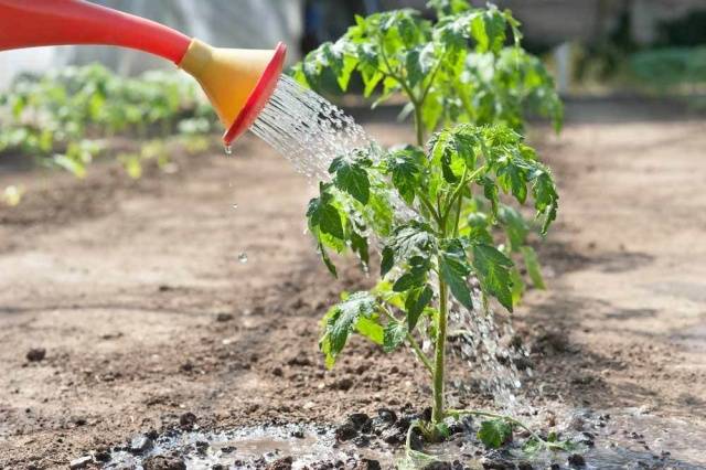 Caring for tomatoes after planting in the ground