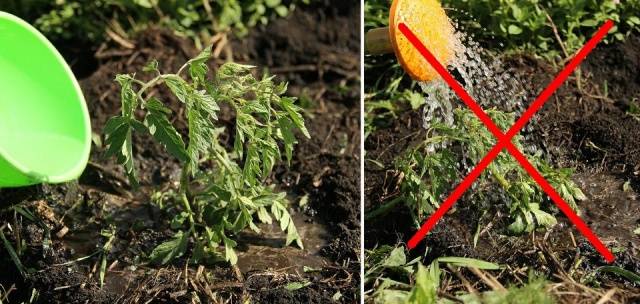 Caring for tomatoes after planting in the ground