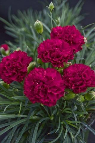 Carnation garden Lillipot