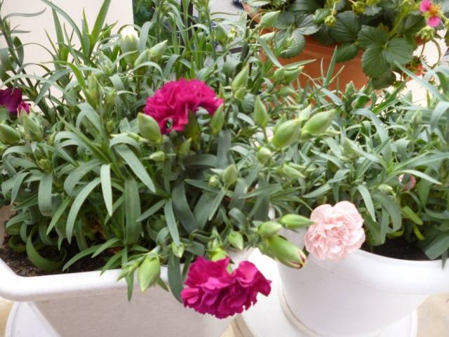 Carnation garden Lillipot