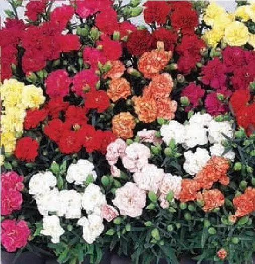 Carnation garden Lillipot