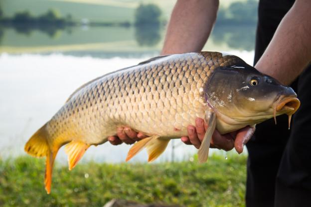 Carp in the oven in foil: whole, slices, steaks, fillets