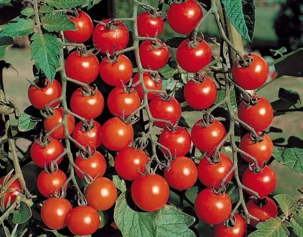 Carpal varieties of tomatoes for greenhouses 