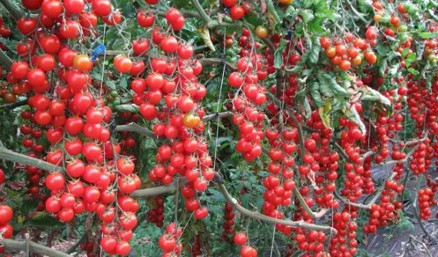 Carpal varieties of tomatoes for greenhouses 