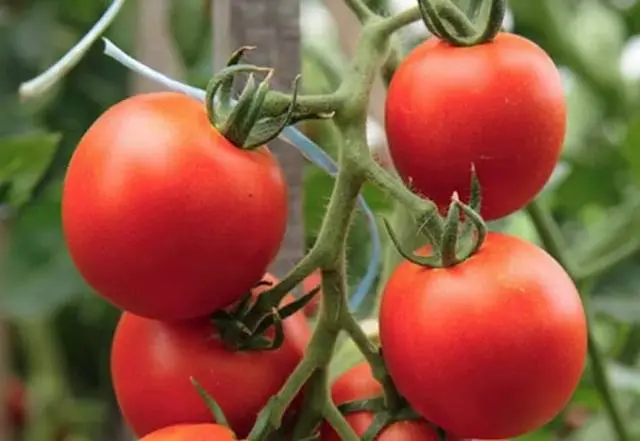 Carpal varieties of tomatoes for greenhouses 