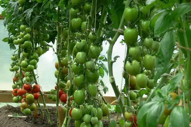 Carpal varieties of tomatoes for greenhouses 