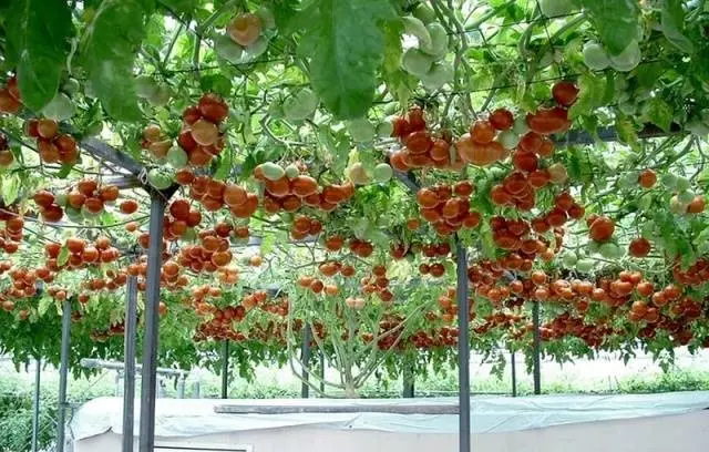 Carpal varieties of tomatoes for greenhouses 