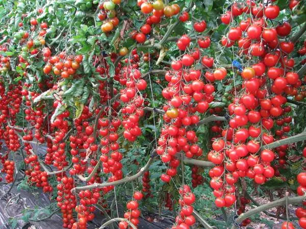 Carpal varieties of tomatoes for greenhouses 