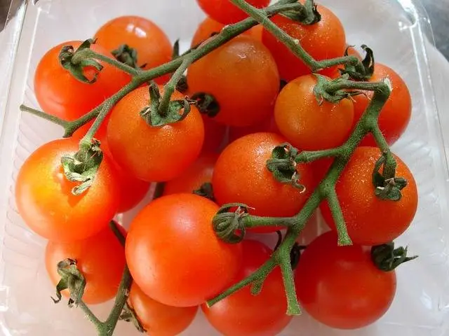 Carpal varieties of tomatoes for greenhouses 