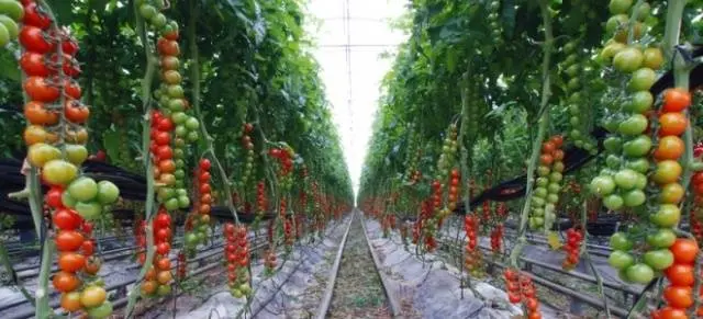 Carpal varieties of tomatoes for greenhouses 