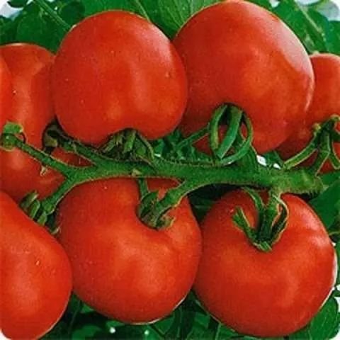 Carpal varieties of tomatoes for greenhouses 