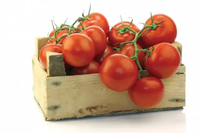 Carpal varieties of tomatoes for greenhouses 