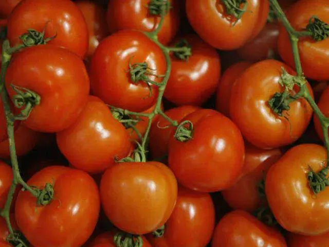 Carpal varieties of tomatoes for greenhouses 