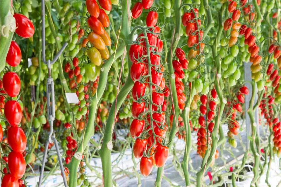 Carpal varieties of tomatoes for greenhouses 