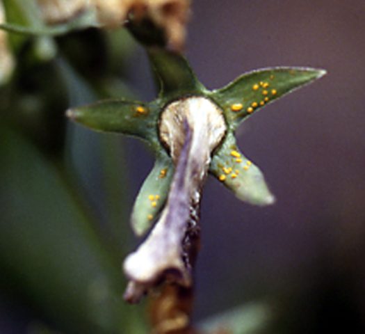 Carpathian bell: growing from seeds at home