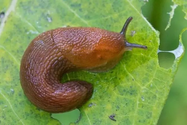 Carpathian bell: growing from seeds at home