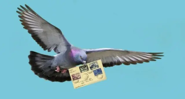 Carrier pigeons: how they look, how they find their way to the addressee