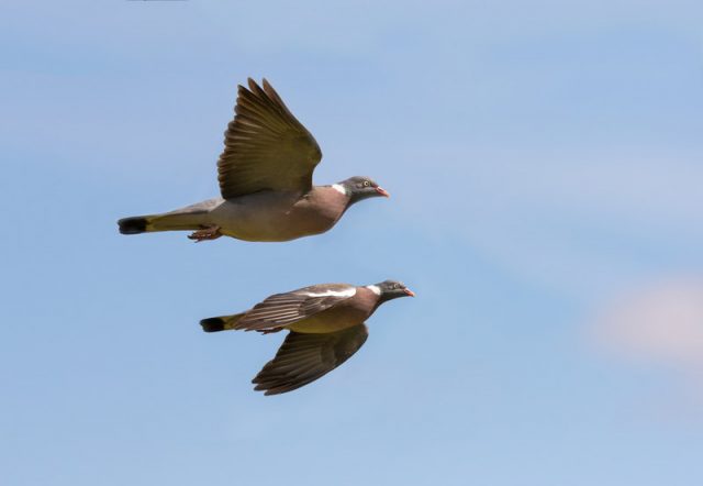 Carrier pigeons: how they look, how they find their way to the addressee