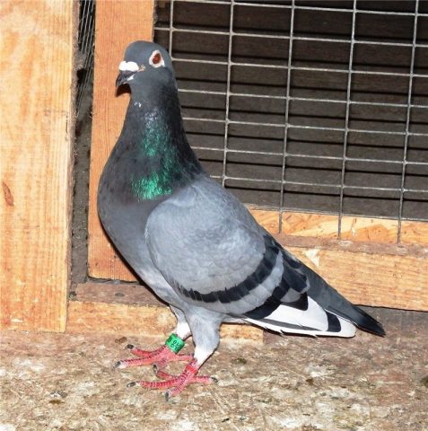 Carrier pigeons: how they look, how they find their way to the addressee